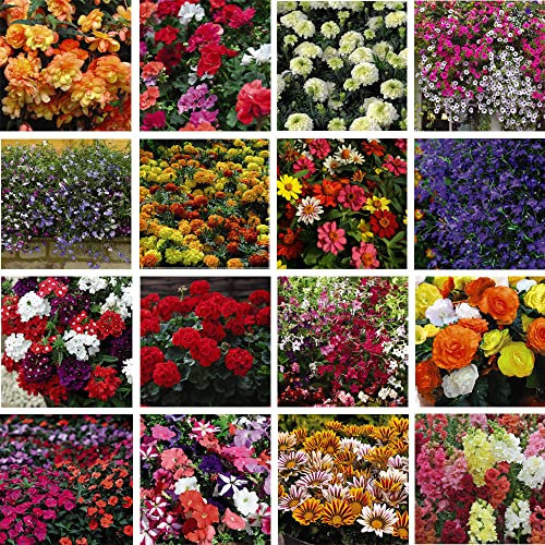 Garden Ready Bedding Plug Plants Nurseryman's Choice Surprise Lucky Dip Varieties Easy to Grow Your Own Summer Flowers with Garden Ready Plug Plants by Thompson & Morgan