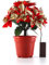 Künstlicher Weihnachtsstern-Blumentopf, Simulationsblumentopf, Helle Seide, Gefälschte Weihnachtsstern-Arrangements, Künstliche Weihnachtsstern-Blumen Im Topf mit LED-Beleuchtung