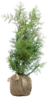 Lebensbaum ‚Brabant‘ – Thuja occidentalis – Heckenpflanze – Auswahl der Höhe 60–225 cm – immergrün & schnell wachsend – ideal für dichte Hecken und Sichtschutz (Variante 60-80cm)