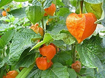 chinesische laterne, GROßE ROTE/ORANGE blumensamen HÜLSEN, 60 samen! GroCo