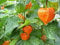 chinesische laterne, GROßE ROTE/ORANGE blumensamen HÜLSEN, 60 samen! GroCo
