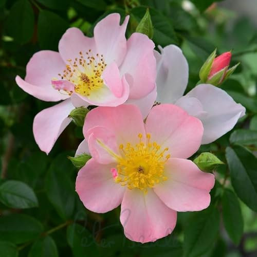 Peter Beales Roses UK Open Arms Patio Climbing Rose, Light Pink, 240cm x 100cm, Fragrant