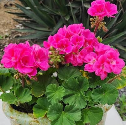 100 Stück rosa Geranien-Blumensamen