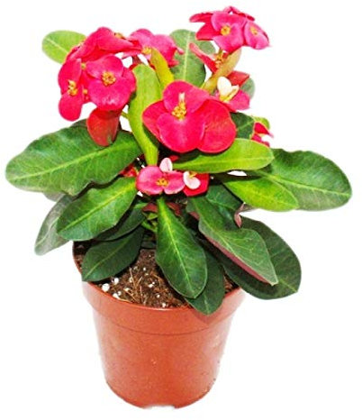 Planta Corona de Cristo con Flores Rojas | DECOALIVE | Cactus Natural | Euphorbia Milii Color Rojo