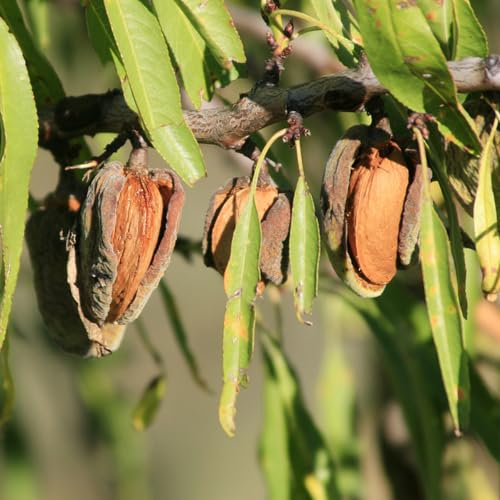10 pcs mandelbaum winterhart samen - Prunus Dulcis - alte sorten saatgut, exotische pflanzen winterhart mandelbaum kaufen geschenk garten, steingartenpflanzen winterhart bonsai, bodendecker