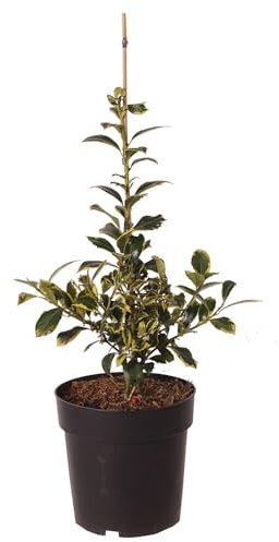 Ilex, Stechpalme, Golden van Tol, gelbe Blätter, immergrün, Zierstrauch, pflegeleicht, winterhart, Gartenpflanze, Heckenpflanze, dekorativ, schattentolerant