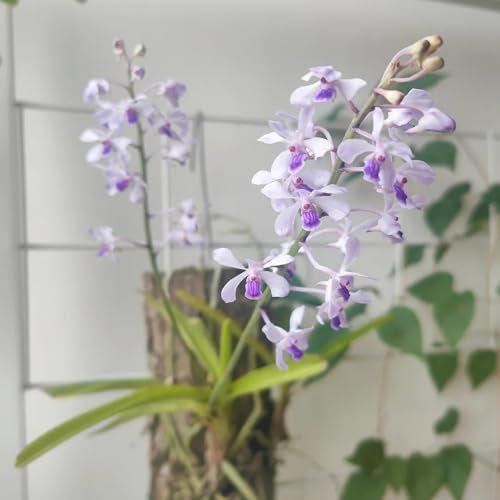 semi di orchidea vanda, piante resistenti per balconi orchidee piante rampicanti resistenti, piante decorative parete verde, decorazione vegetale rampicante, fiori da giardino piante 450pcs