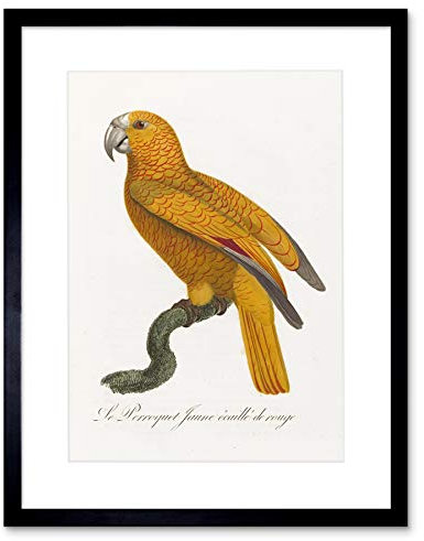 Orange Bird Vintage Illustration Art Print Framed Poster Wall Decor 9x7 inch Vogel Jahrgang Wand Deko