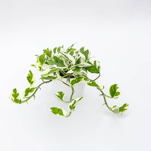 Pianta vera di Pothos aureus Njoy - Diametro Vaso Ø 9 cm