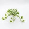 Pianta vera di Pothos aureus Njoy - Diametro Vaso Ø 9 cm