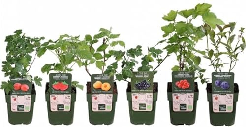 6 PIANTE MIX DI PICCOLI FRUTTI COLTIVAZIONE BIOLOGICA 100%