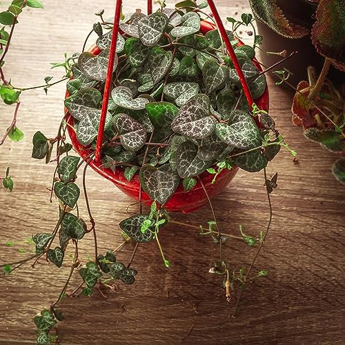 30 pz Semi di Ceropegia woodii - deco ufficio semi piante da giardino resistenti piante carnivore, piante grasse, piante grasse, piante grasse Coltivazione di piante in letto rialzato