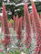 Mixed Echium Vulgare Blumensamen 50 PC Bonsai Distel Baum Pflanzgut Samen Stauden Blumen-Garten-Blumensamen zum Verkauf 19