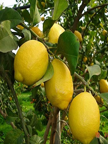 pianta di Limone 4 stagioni o Lunario albero di limone rifiorente in vaso Età 2 anni pianta vera di limone venduta da eGarden.store