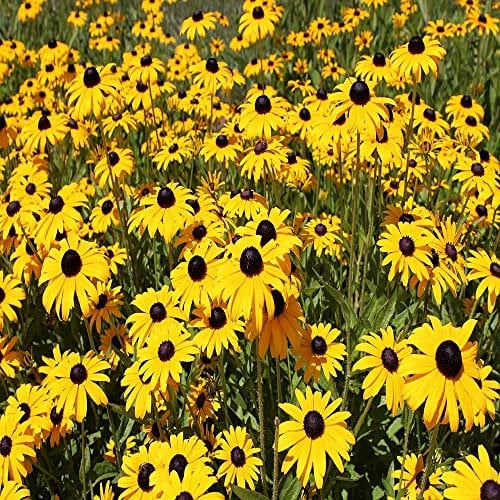 Black Eyed Susan RUDBECKIA fulgida Goldstrum Perennial 1,000 Seeds Pretty Wild Seeds Gardening