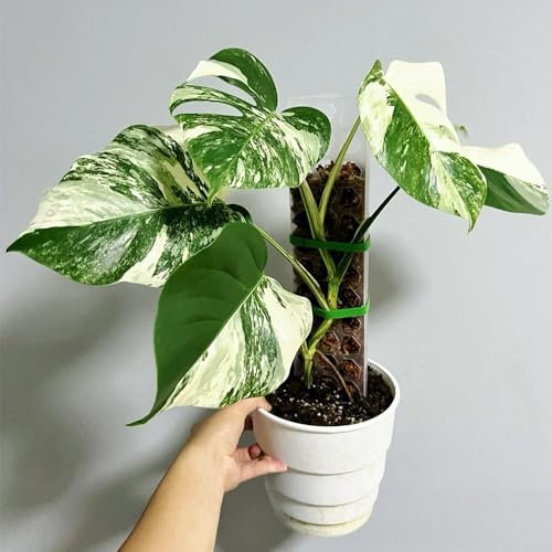 350 pcs Monstera Samen - Monstera Deliciosa Luftreinigende Zimmerpflanzen, Monstera Pflanze Samen Ausgefallene Geschenke Pflanzen Topf Balkongarten Zimmerpflanzen Samen Dekoration