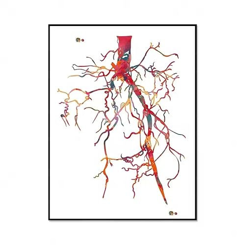 JIANGSHANDAIYOUCAIREN Anatomie Angiologie Poster Leinwand Malerei Wandkunst Bild Arzt Büro Dekoration Geschenk Kein Rahmen-F_50x70cm