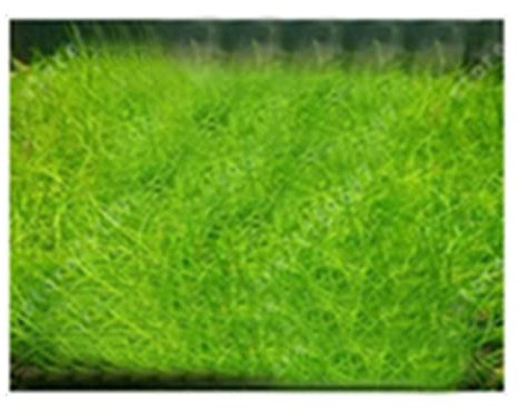 Saterkali Graines d'herbe d'eau d'aquarium, 100pcs graines d'herbe d'eau d'aquarium décor de paysage de plante hydrophile de réservoir de poissons Mini Graines Poilues