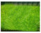 Saterkali Graines d'herbe d'eau d'aquarium, 100pcs graines d'herbe d'eau d'aquarium décor de paysage de plante hydrophile de réservoir de poissons Mini Graines Poilues