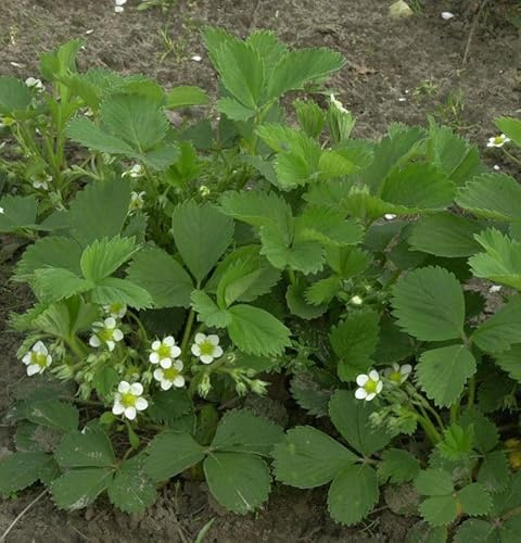 Garten Erdbeere Hummi - Fragaria ananassa - lebende Gartenpflanze aus den Baumschulen