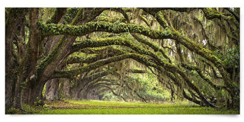 BilderKing Wandbild Baumallee Alte Eichen - 110cm x 50cm Poster matt