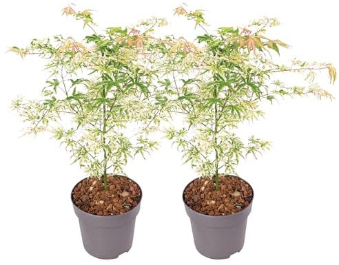 Plant in a Box - Palmatum 'Ukigumo' - Set di 2 - Ao giapponese resistente all'inverno - Foglie verdi - Vaso 19cm - Altezza 50-60cm