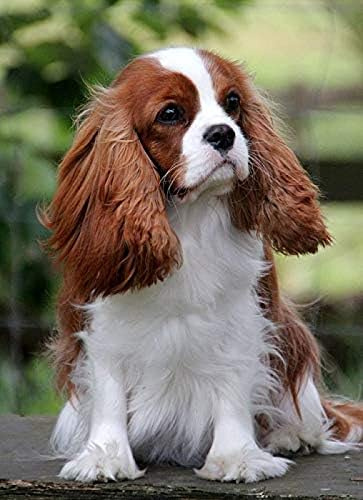 1000-teiliges Puzzle mit Cavalier King Charles Spaniel-Motiv – EIN farbenfrohes Geschicklichkeitsspiel für die ganze Familie (26 x 38 cm).