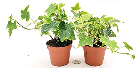 POWERS TO FLOWERS - EDERA VASO 9 VARIEGATA GIALLA, 2 PIANTE, VASO 9CM DIAMETRO, piante vere