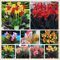 Hochwertige und seltene Blumenzwiebeln, extrem kältebeständig, in verschiedenen Sorten, Bonsai, hervorragende Dekoration für Innen und Garten.-1 canna zwiebeln