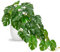 Plantes artificielles dans un pot en plastique blanc, Monstera tropical Plantes décoratives en pots, plantes artificielles comme de vraies plantes d'intérieur avec pots pour décoration de table