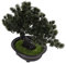 VICASKY Künstliche Bonsai Pflanze Feng Shui Bonsai Im Topf Gefälschter Kiefern Bonsai Für Wohnkultur Zen Garten Dekoration Bauernhaus Dekorative Kunstpflanze