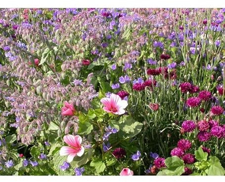 Sachet de graines de Fleurs annuelles Tapis Médiéval - 3 g - fleur annuelle - LES GRAINES BOCQUET