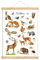 fioniony POSTER 50 x 70 cm WALDTIERE UNGERAHMT OHNE HOLZLEISTE Kinder Tierposter Lernposter Schulanfang 1. Klasse Kinderzimmer Deko Geburt Babyzimmer Wandbild Schule Kindergarten