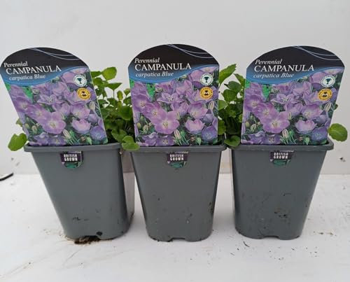 Campanula carpatica 'Blue' 1 Litre Pot Size x 3 Plants
