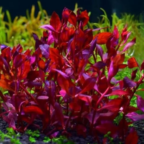 WasserpflanzenSamen, geschenke für gartenliebhaber WassergrasSamen, wassergras aquariumpflanzen ausgefallene geschenke luftreinigende zimmerpflanzen 100pcs
