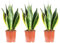 3er-Set Bogenhanf - echte Zimmerpflanze, Sansevieria trifasciata Laurentii - Höhe ca. 45 cm, Topf-Ø 14 cm