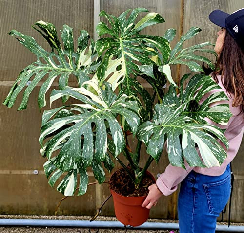 POWERS TO FLOWERS - PHYLODENDRON PERTUSUM, MONSTERA DELICIOSA VARIEGATA, THAI COSTELLATION, IN VASO 24CM DIAMETRO, pianta vera
