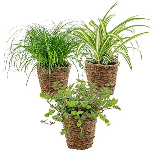 3x Haustierfreundliche Mischung inkl. Korb aus Seegras - Haustierfreundlich - ⌀12 cm -15-25 cm