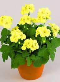 Frische 50 Stück Geranien-Blumensamen zum Pflanzen von Gelb