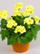 Frische 50 Stück Geranien-Blumensamen zum Pflanzen von Gelb