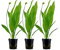 AquaOne Aquarium Pflanzen I 3x Wasserpflanzen I Hintergrund Aquarienpflanzen I Echinodorus bleheri Set mit 3 Hintergrundpflanzen voll durchwurzelt