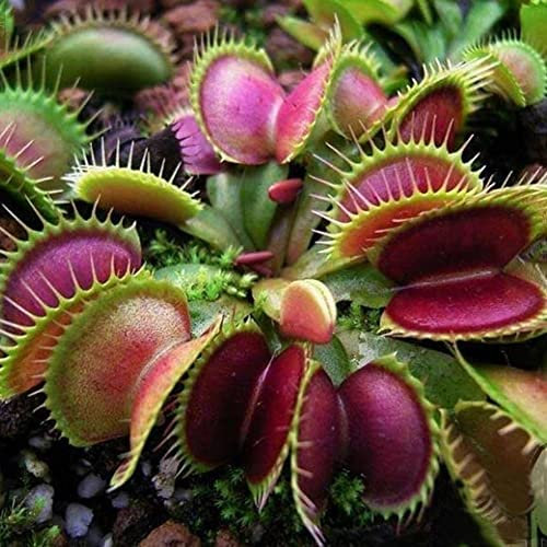 Haloppe 60/120 Stücke Dionaea Muscipula Pflanzen Samen für Hausgarten Pflanzen, Dionaea Muscipula Samen Fliegenfalle Fleischfressende Pflanze Bonsai Dekoration 60 Stk