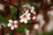 Zwerg-Blutpflaume Prunus cistena Pflanze 25-30cm Blutpflaume Zwergblutpflaume