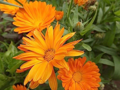 Pot Marigold - Calendula officinalis - 20+ Seeds - Grains - Seeds - Ed 008 –