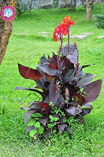11.11New varieties 5pcs true% Canna indica bonsai seeds.Perennial tropical outdoor Big leaves flower plant seeds for home garden 3 : Seeds Only