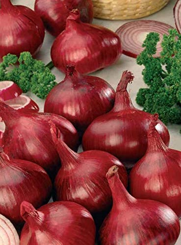 JBA Electric Winter Onion Sets (250gram Pack) Autumn Planting