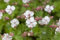 Geranium x cantabrigiense 'St. Ola' 9x9 cm Topf – Winterhart, Mehrjährig, Pflegeleicht – Storchschnabel – Bodendecker für Garten & Beet