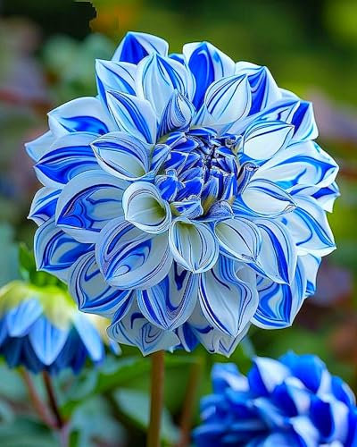 Dahlia Bulbs for Planting,Dahlia Tubers UK,Flowering Rhizome, Dahlia Bulbs Mix,Excellent Display Indoor Perennial Balcony Garden Bulbs-2bulbs-C