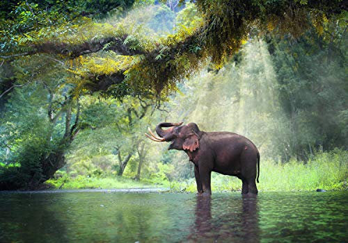 wandmotiv24 Fototapete Urwald mit Elefant, L 300 x 210 cm - 6 Teile, Wanddeko, Wandbild, Wandtapete, Dschungel, Wasser, Fluss M5722