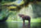 wandmotiv24 Fototapete Urwald mit Elefant, L 300 x 210 cm - 6 Teile, Wanddeko, Wandbild, Wandtapete, Dschungel, Wasser, Fluss M5722